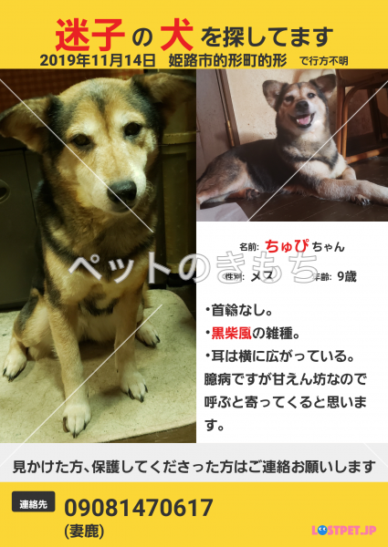迷い犬の写真