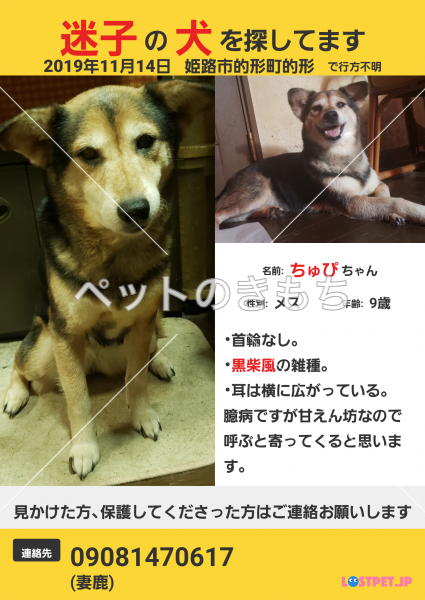 迷子犬の画像