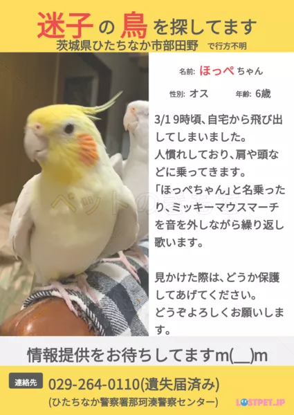 迷子鳥の画像