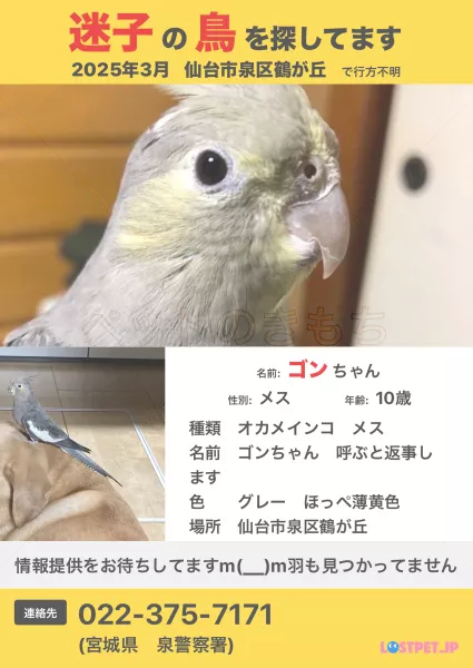 迷子鳥の画像