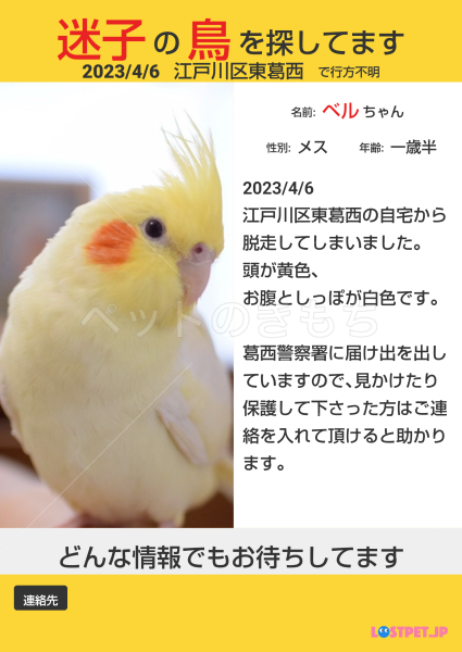 迷子鳥の画像