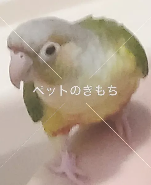 迷子鳥の画像