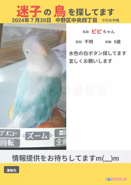迷子鳥の画像