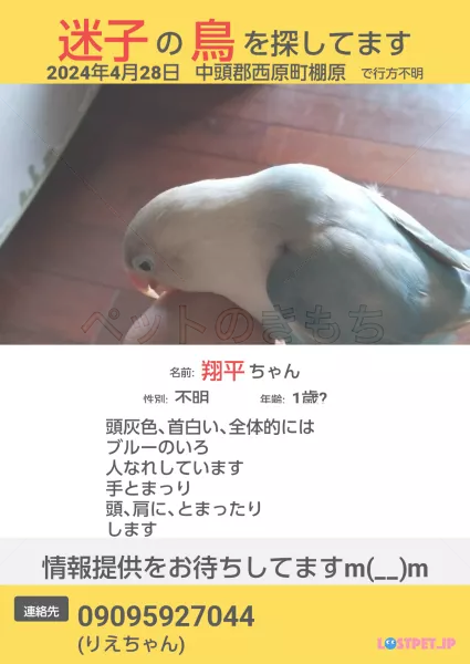 コメントの画像