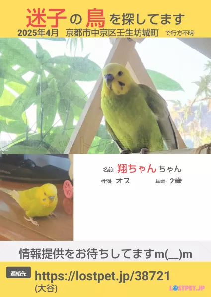 迷子鳥の画像