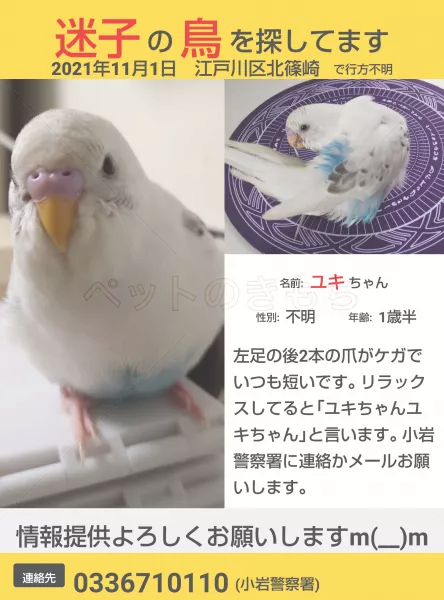 迷子鳥の画像