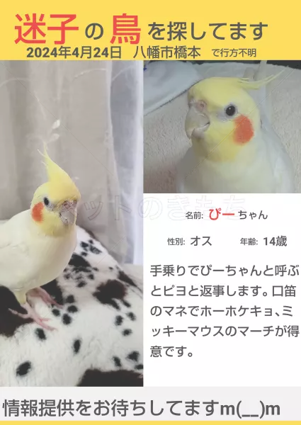 迷子鳥の画像