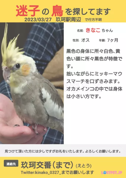 迷子鳥の画像