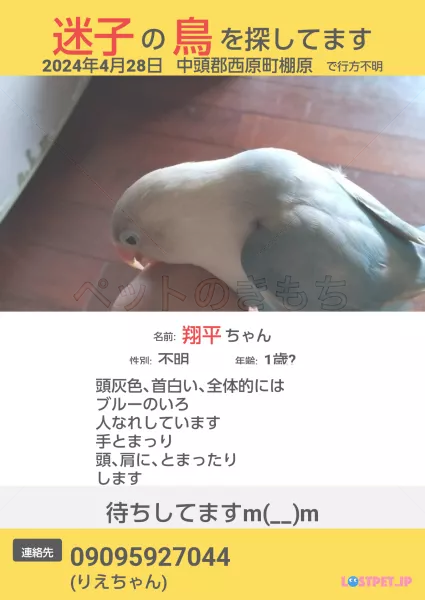 コメントの画像