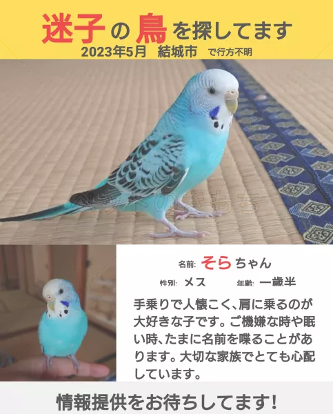コメントの画像