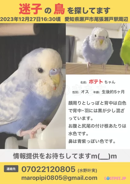 迷子鳥の画像