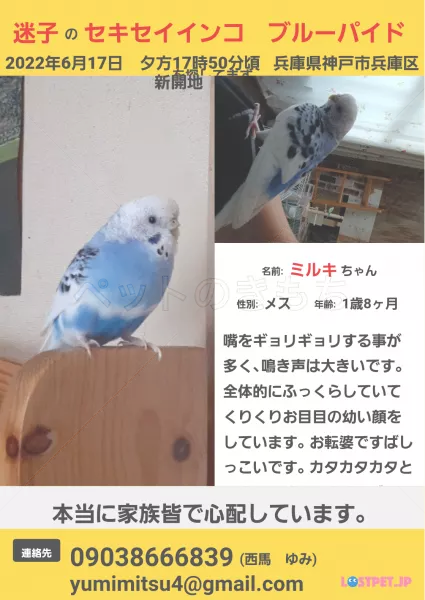 迷子鳥の画像