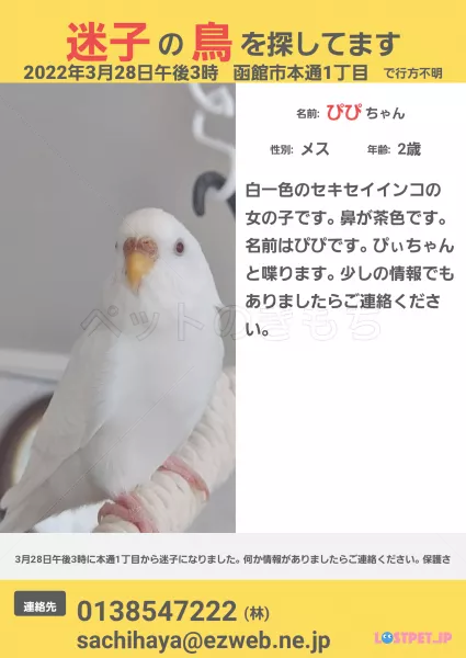 迷子鳥の画像