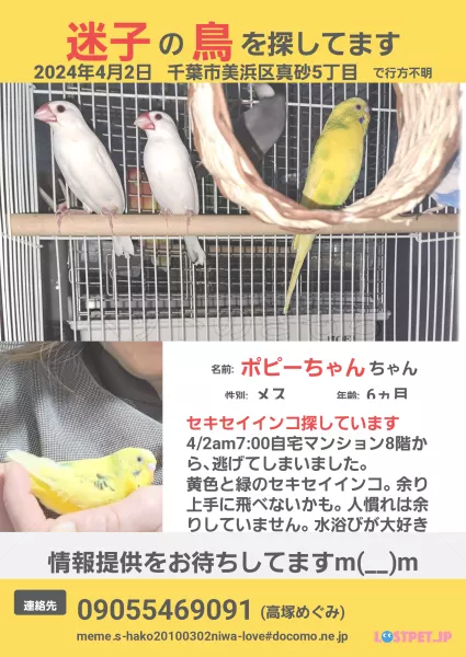 迷子鳥の画像