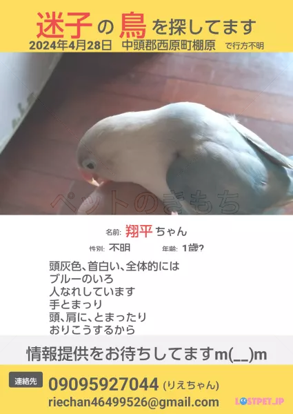 コメントの画像