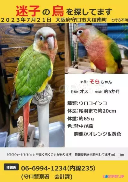迷子鳥の画像