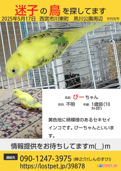 迷子鳥の画像