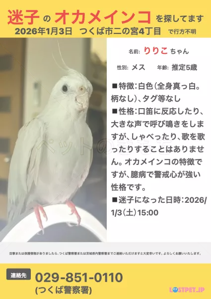 迷子鳥の画像