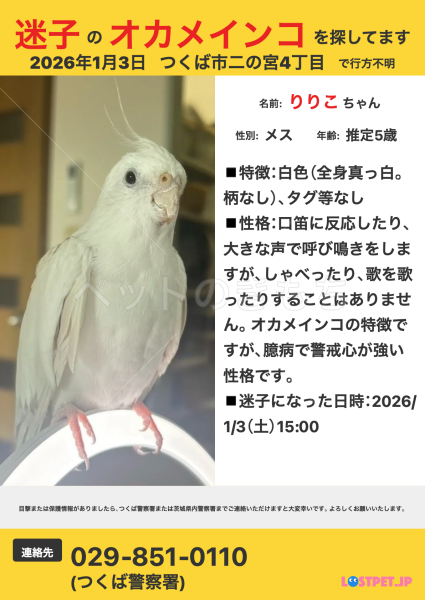 迷子鳥の画像