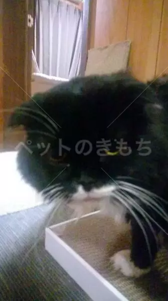 迷子猫の画像
