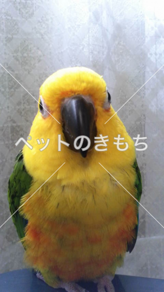 迷子鳥の画像