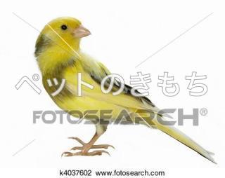 迷子鳥の画像