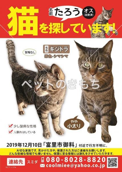 迷い猫の写真
