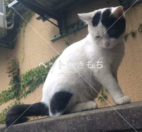 迷い猫の写真