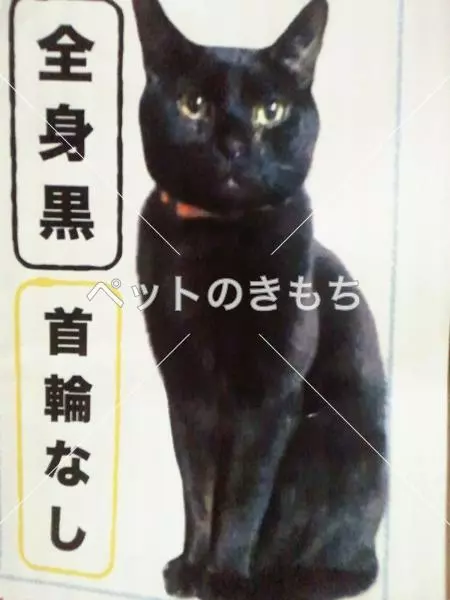 迷子猫の画像