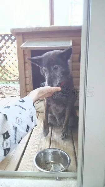 コメント投稿の画像