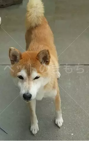 迷子犬の画像