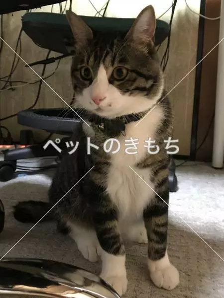 迷子猫の画像