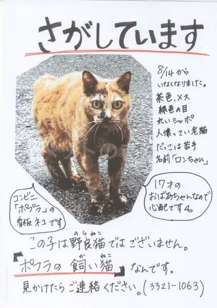 迷子猫の画像