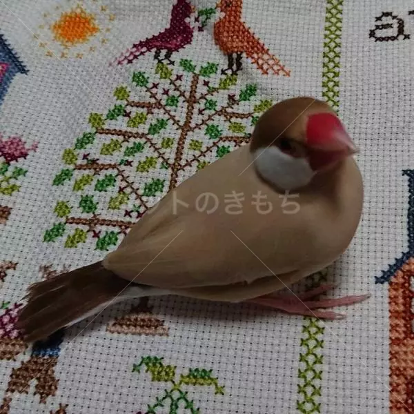 迷子鳥の画像
