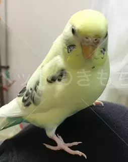 迷子鳥の画像