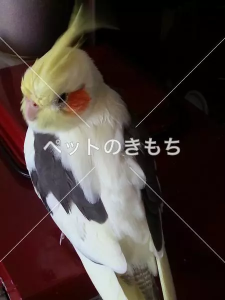 迷子鳥の画像