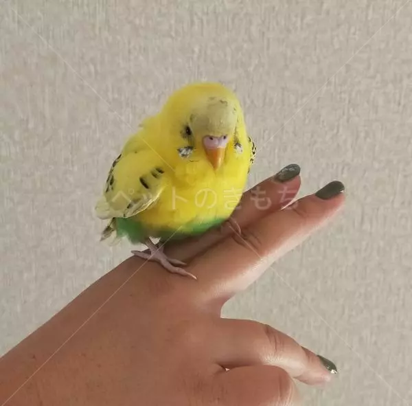 保護鳥の画像