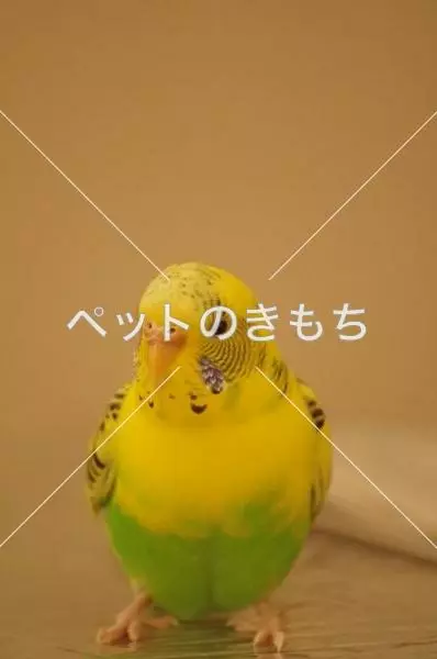 保護鳥の画像