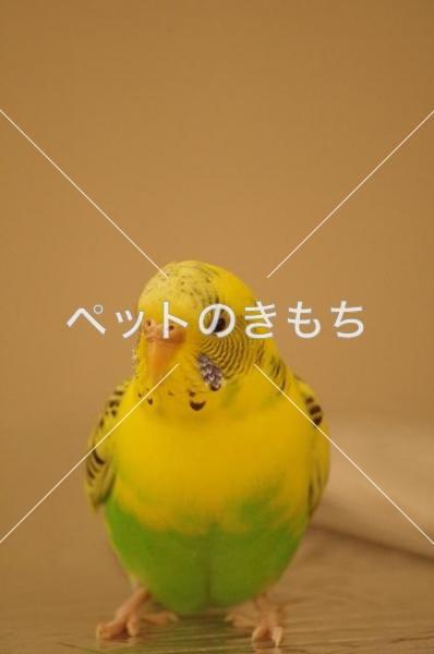 保護鳥の画像