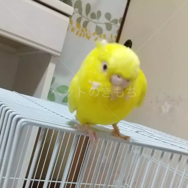 迷子鳥の画像