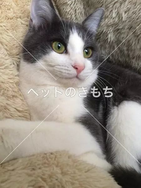 迷子猫の画像