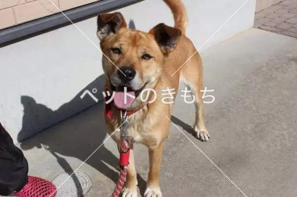 迷子犬の画像