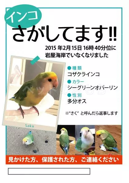 迷子鳥の画像