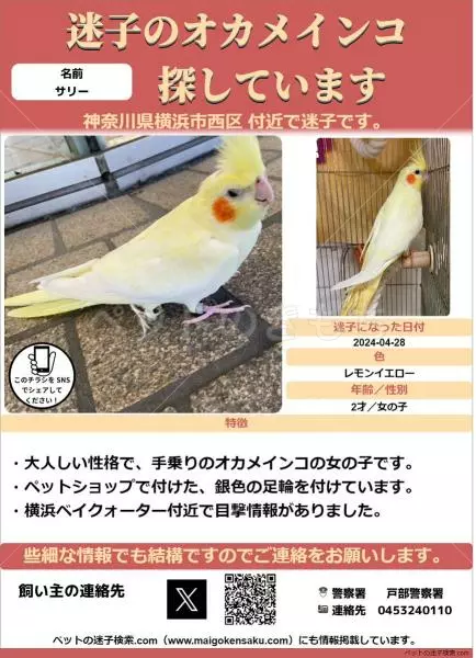 迷子鳥の画像