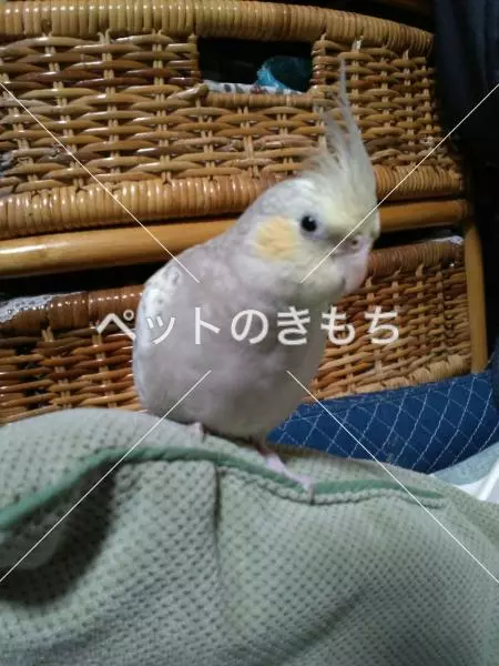 迷子鳥の画像