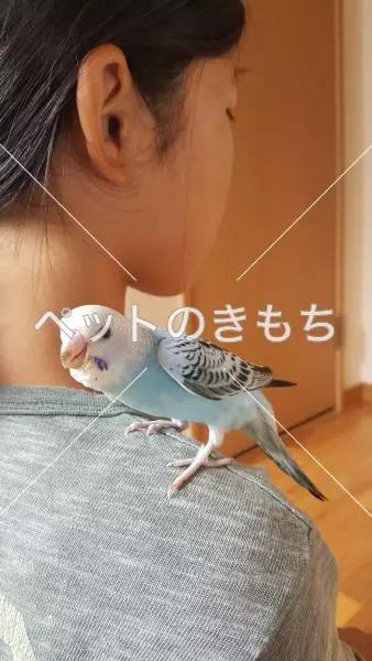 迷子鳥の画像