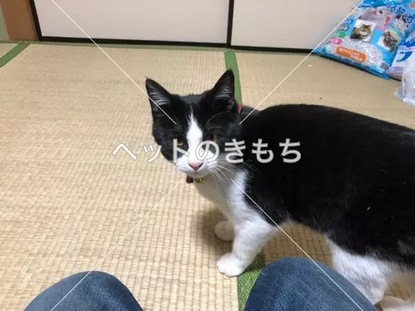 保護猫の画像