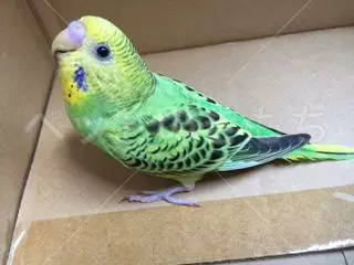 保護鳥の画像