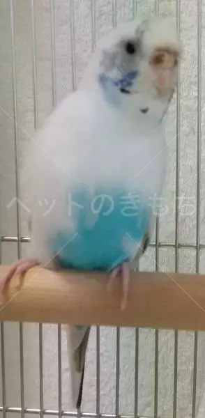 保護鳥の画像