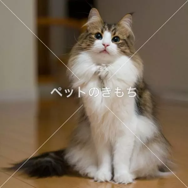 迷子猫の画像